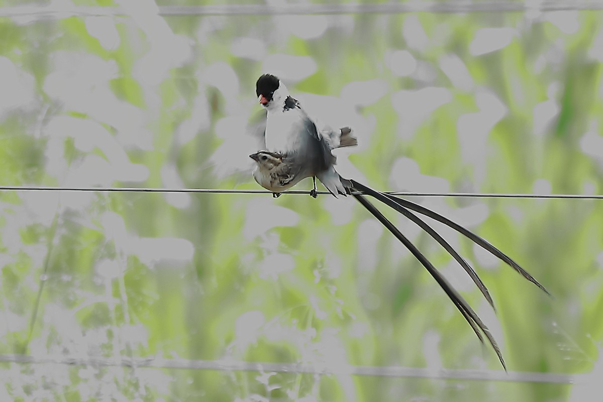 Pin-tailed Whydah - ML411910471