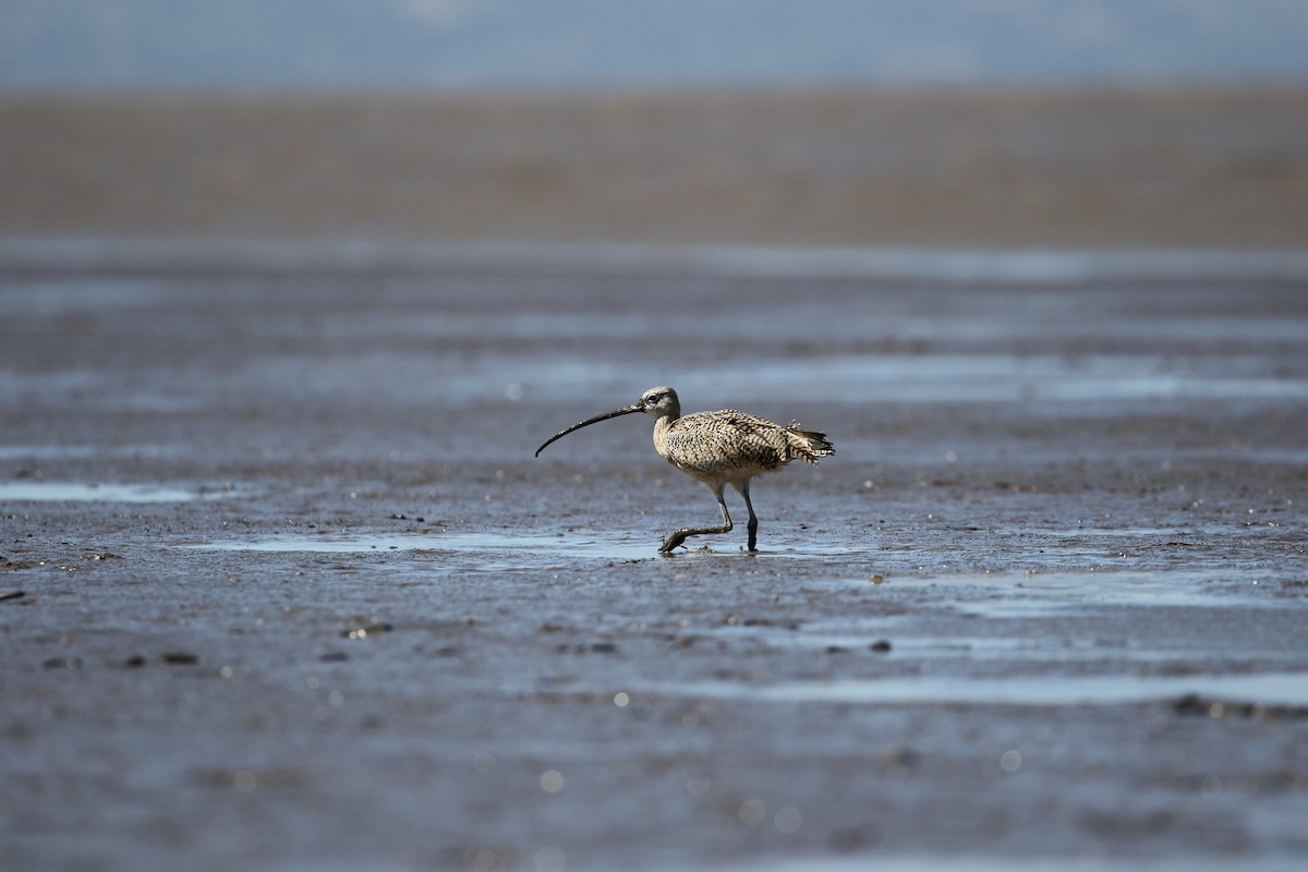 Long-billed Curlew - ML411922501