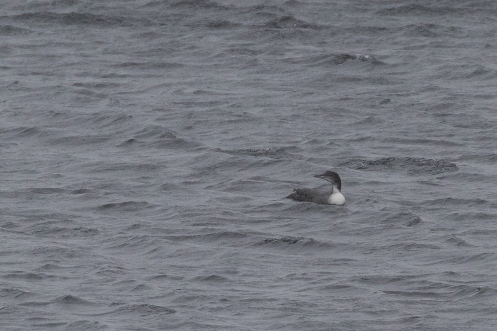 Common Loon - Hugues Deglaire