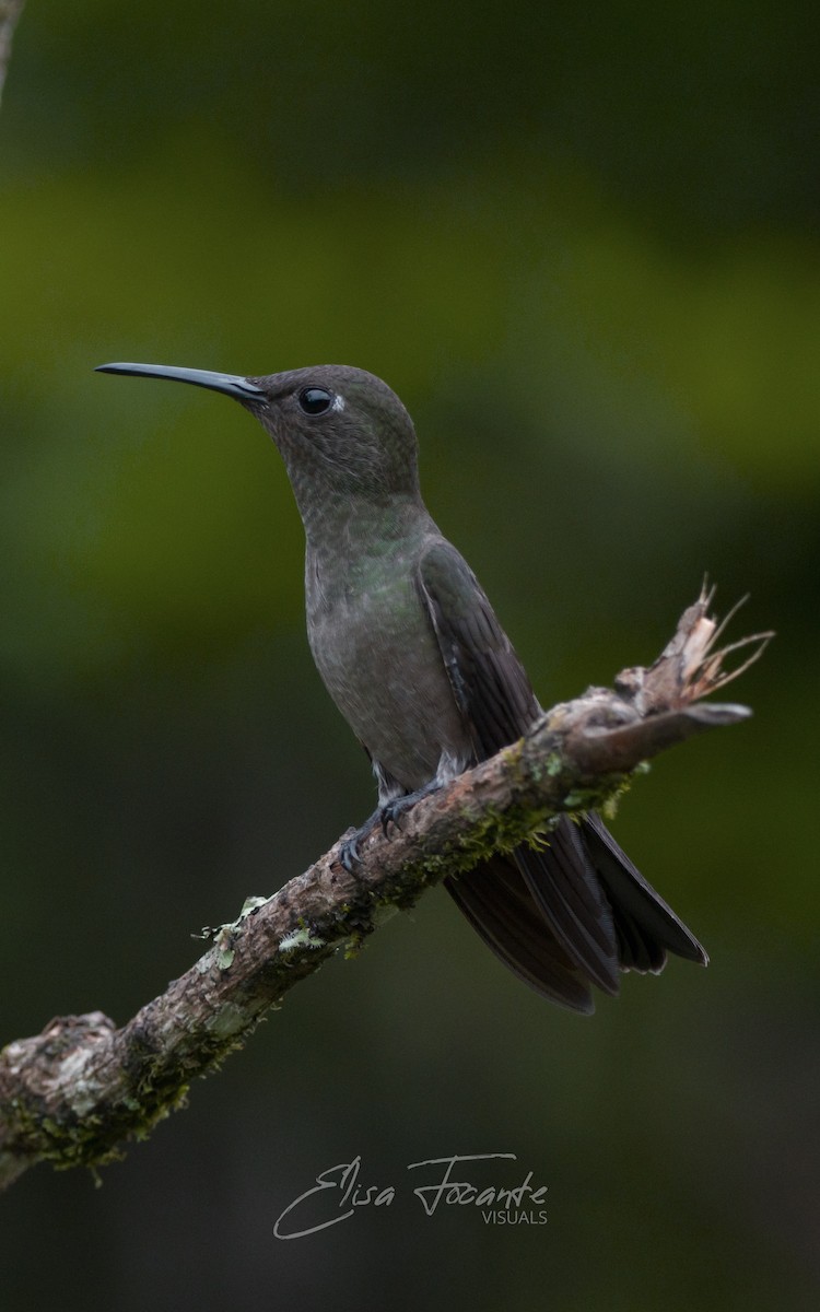 Sombre Hummingbird - Elisa Focante
