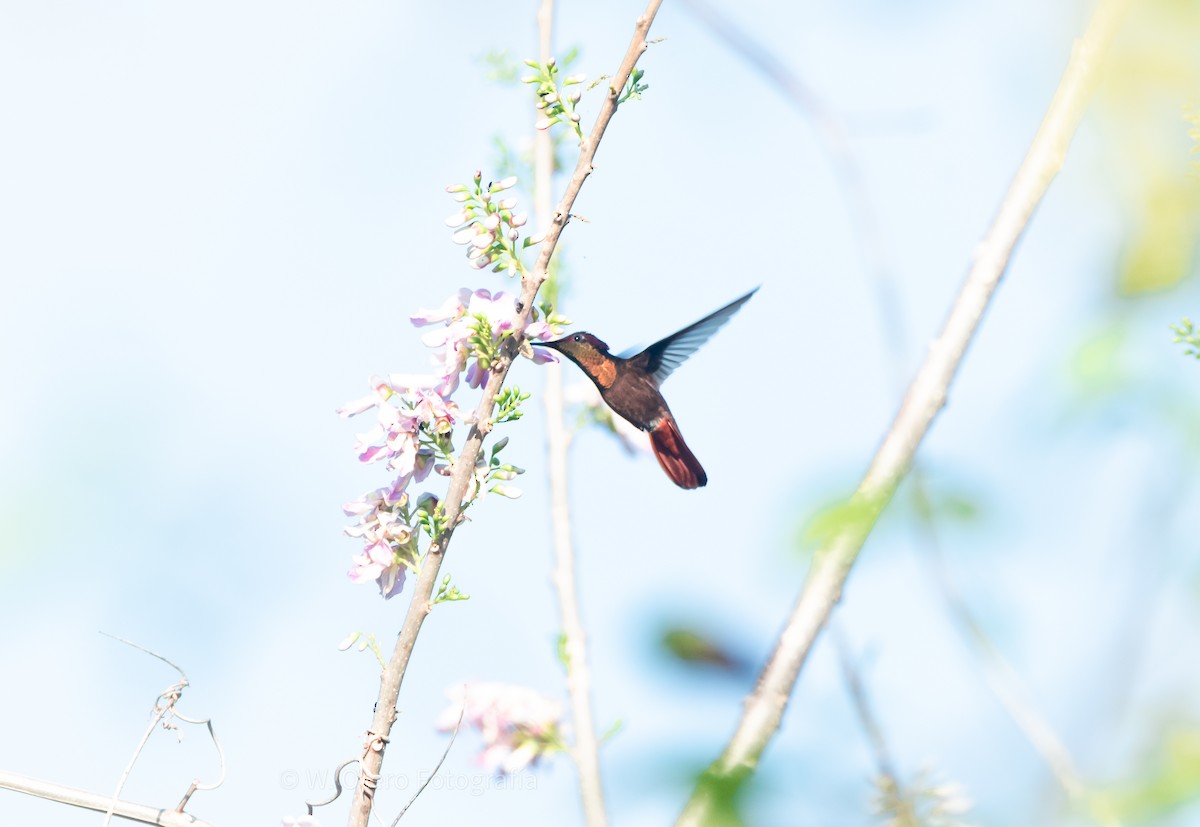 kolibřík červenohlavý - ML411932441