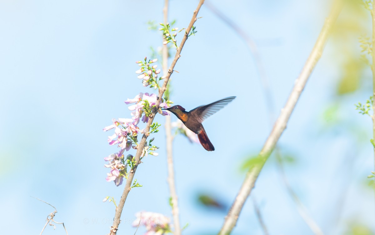 kolibřík červenohlavý - ML411932451