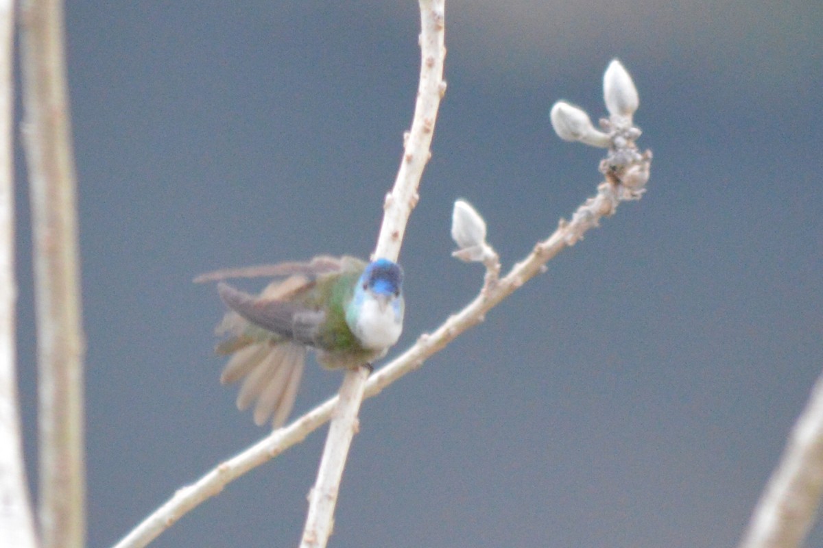 Azure-crowned Hummingbird - Carlos Mancera (Tuxtla Birding Club)