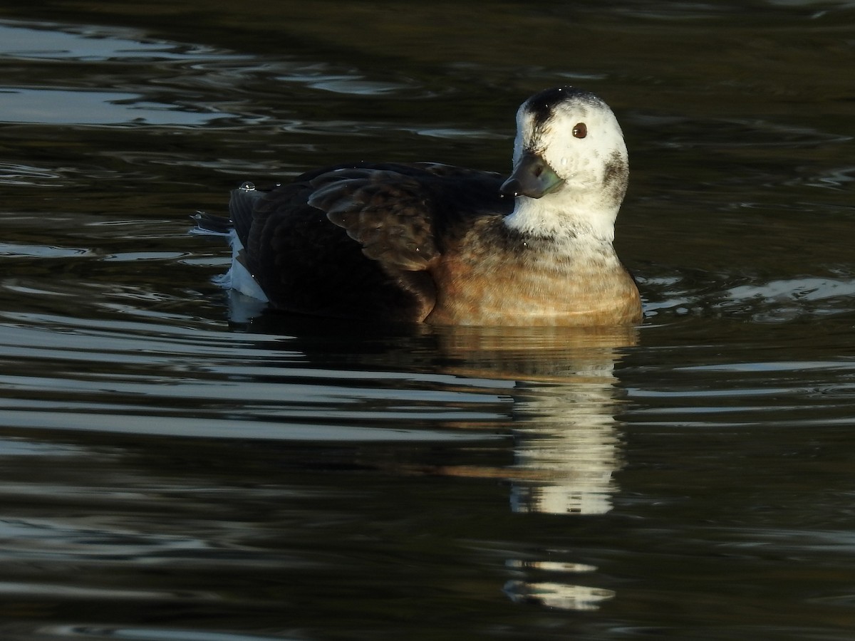 Long-tailed Duck - ML41193961
