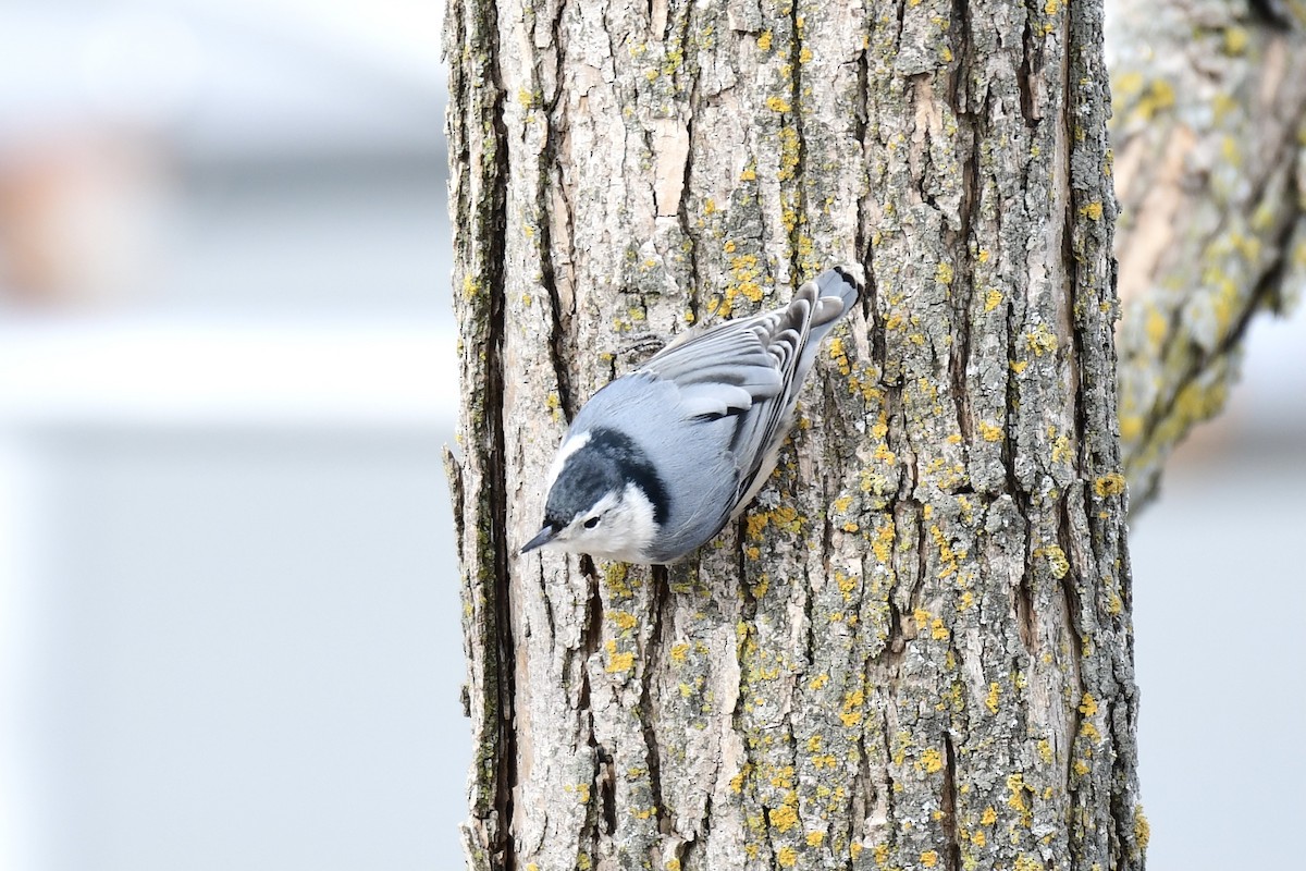 White-breasted Nuthatch - ML411940291
