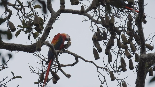Scarlet Macaw - ML411943151