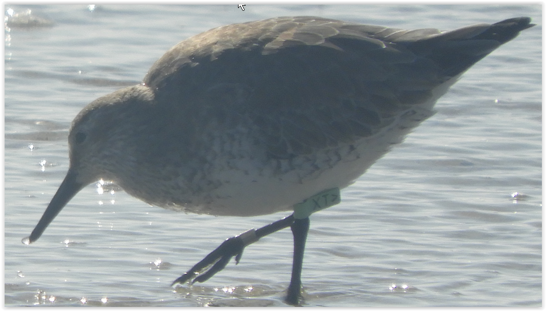 Red Knot - ML411943481