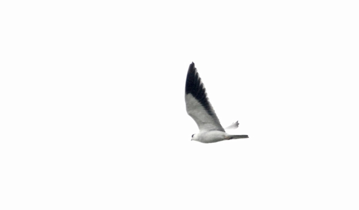 Black-winged Kite - Premchand Reghuvaran
