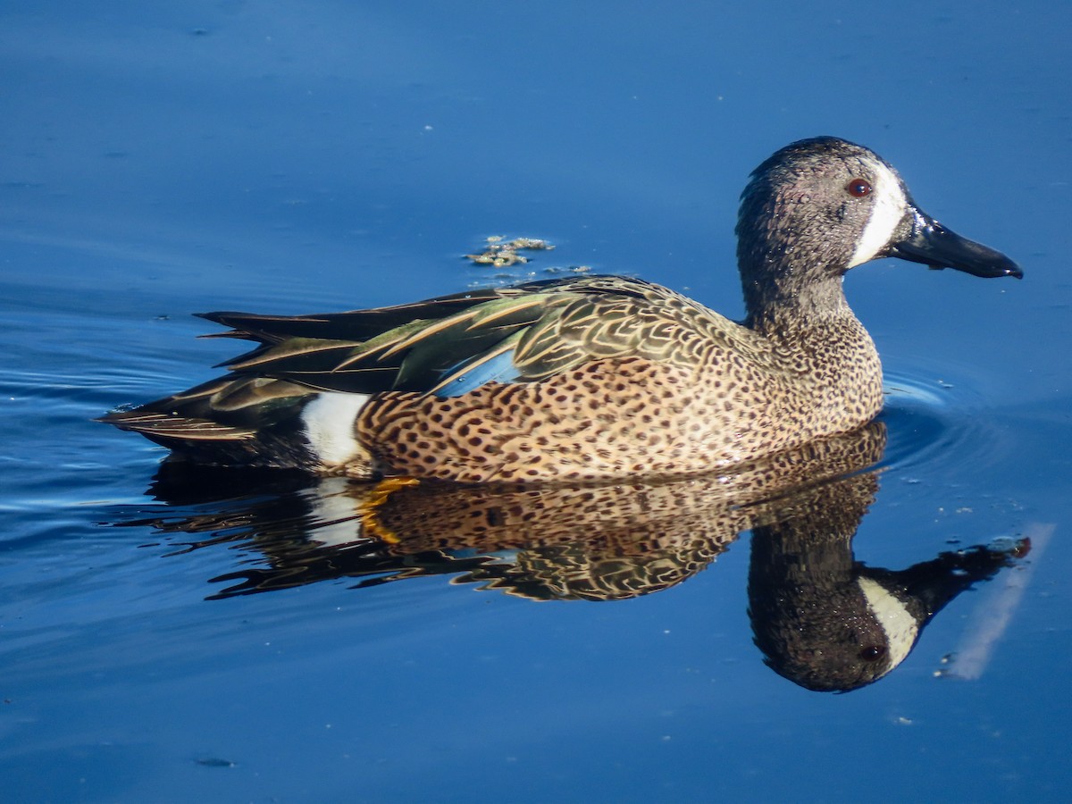 Blue-winged Teal - ML411956291