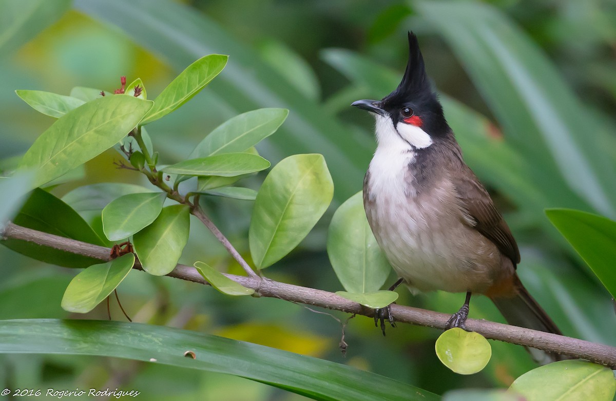 Red-whiskered Bulbul - Rogério Rodrigues