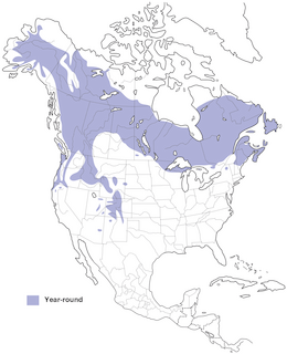 Figure 1. Distribution of the Canada Jay. - Range Map