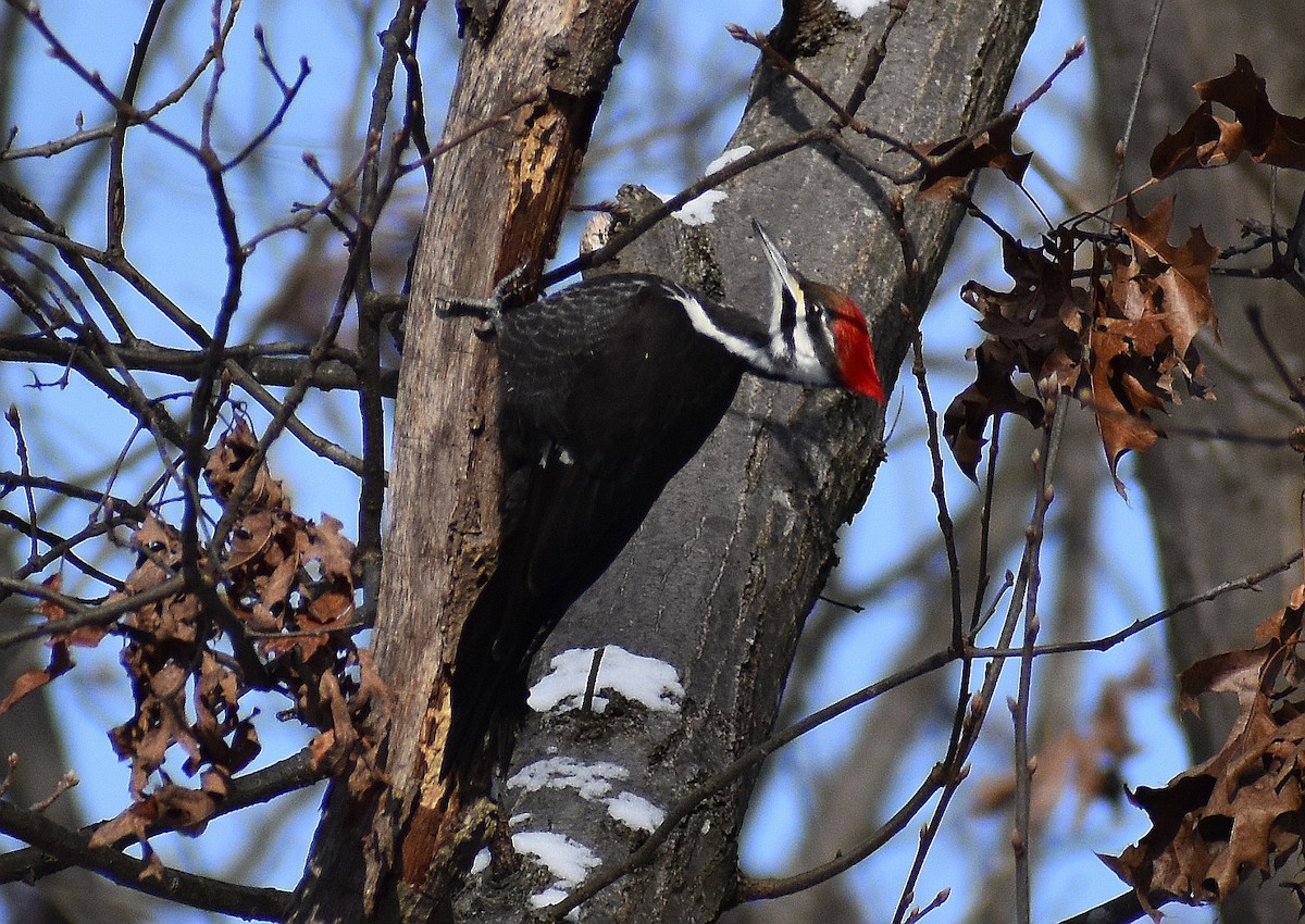 Pileated Woodpecker - Pileated Drumming