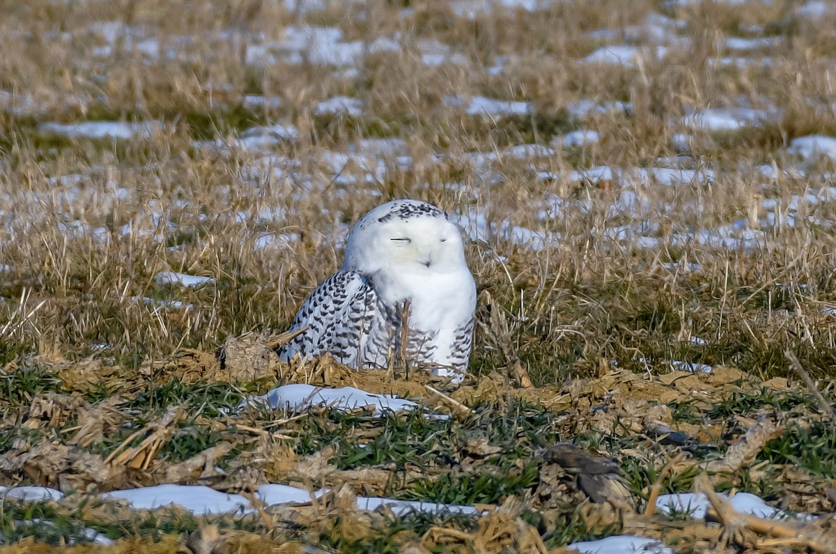 Snowy Owl - ML411963751