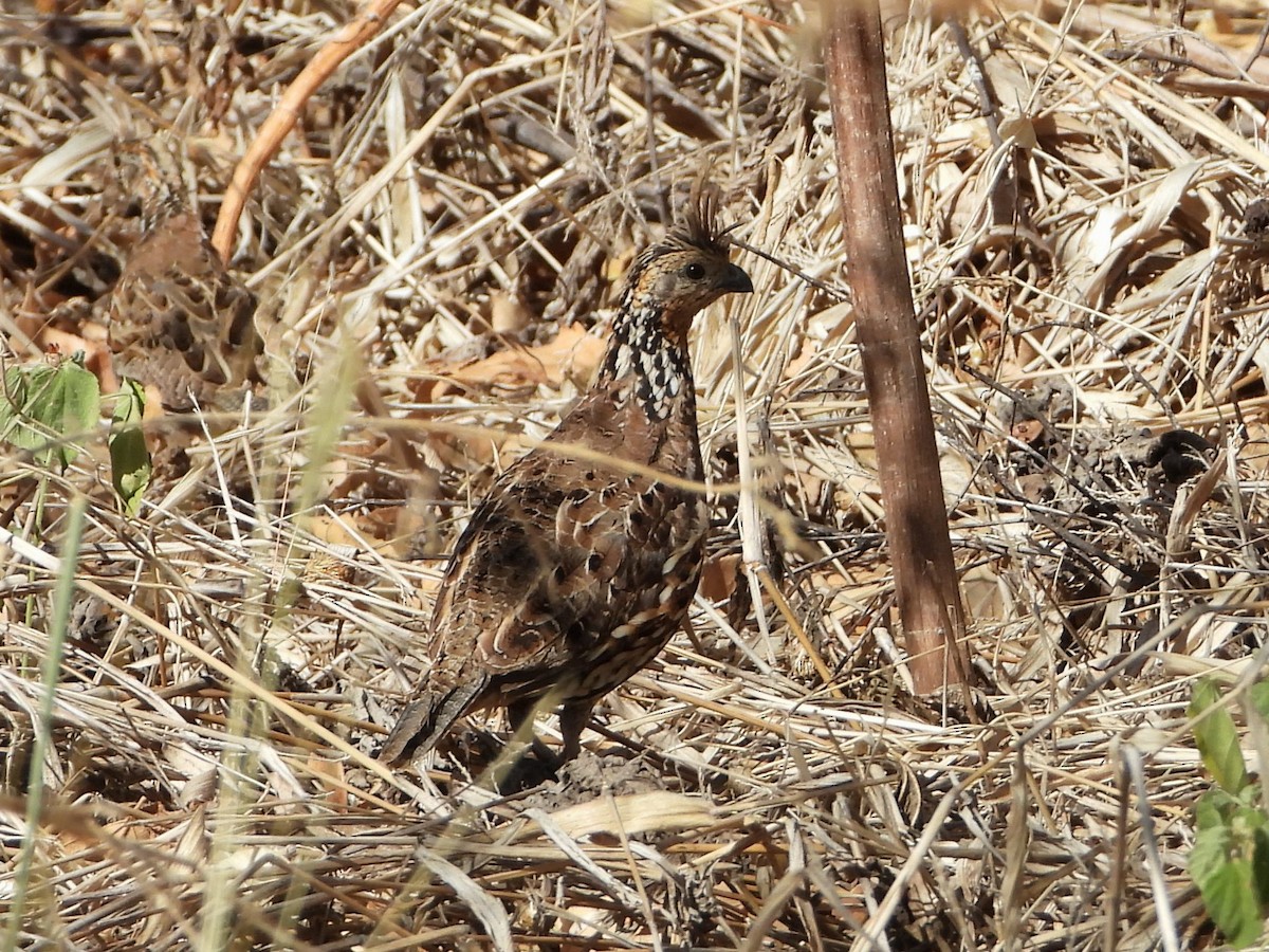 Crested Bobwhite (Crested) - ML411973221
