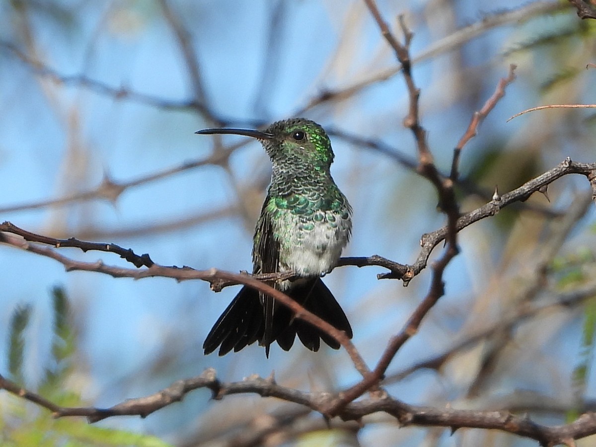 Shining-green Hummingbird - Barry Reed