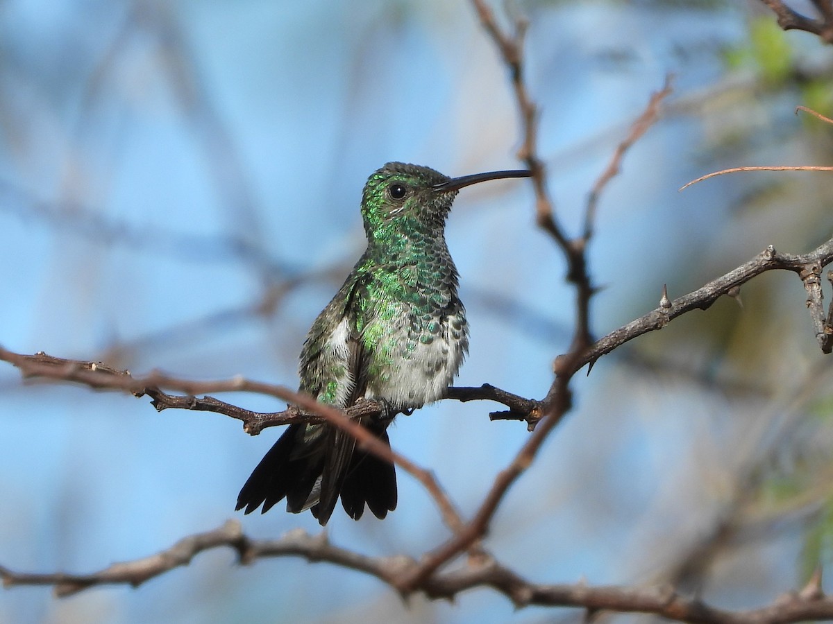 Shining-green Hummingbird - ML411973471