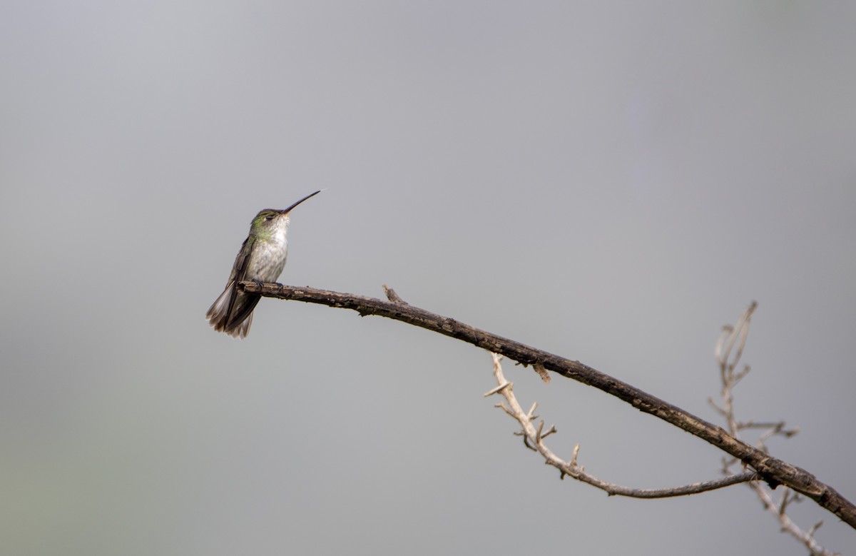 White-bellied Hummingbird - ML411973741