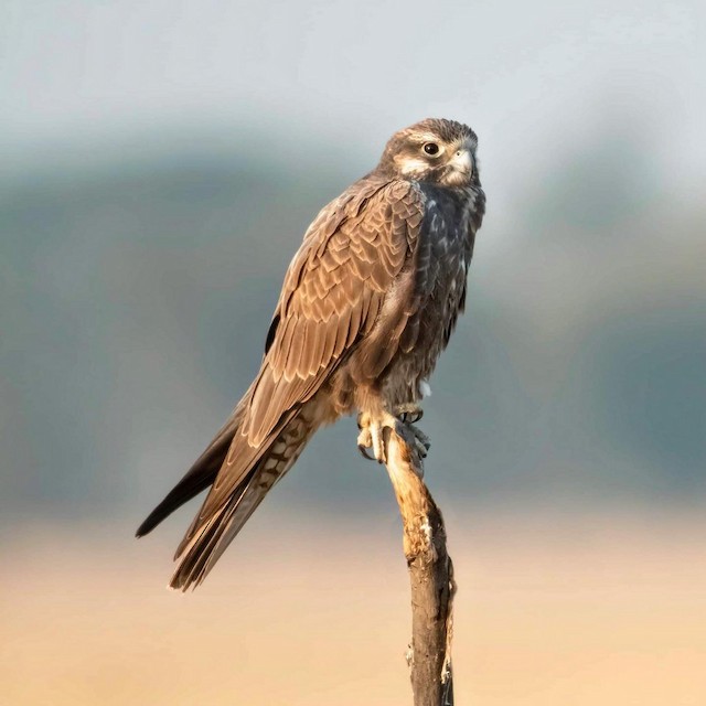 Laggar Falcon — photographed by Sayantan Ghosh