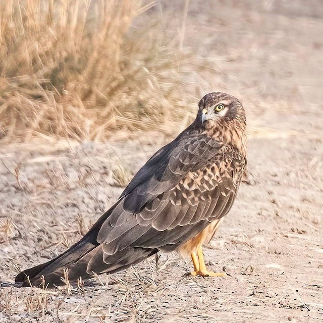 Montagu's Harrier — photographed by Sayantan Ghosh