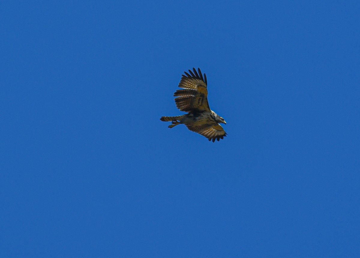 Common Black Hawk (Mangrove) - ML411975981