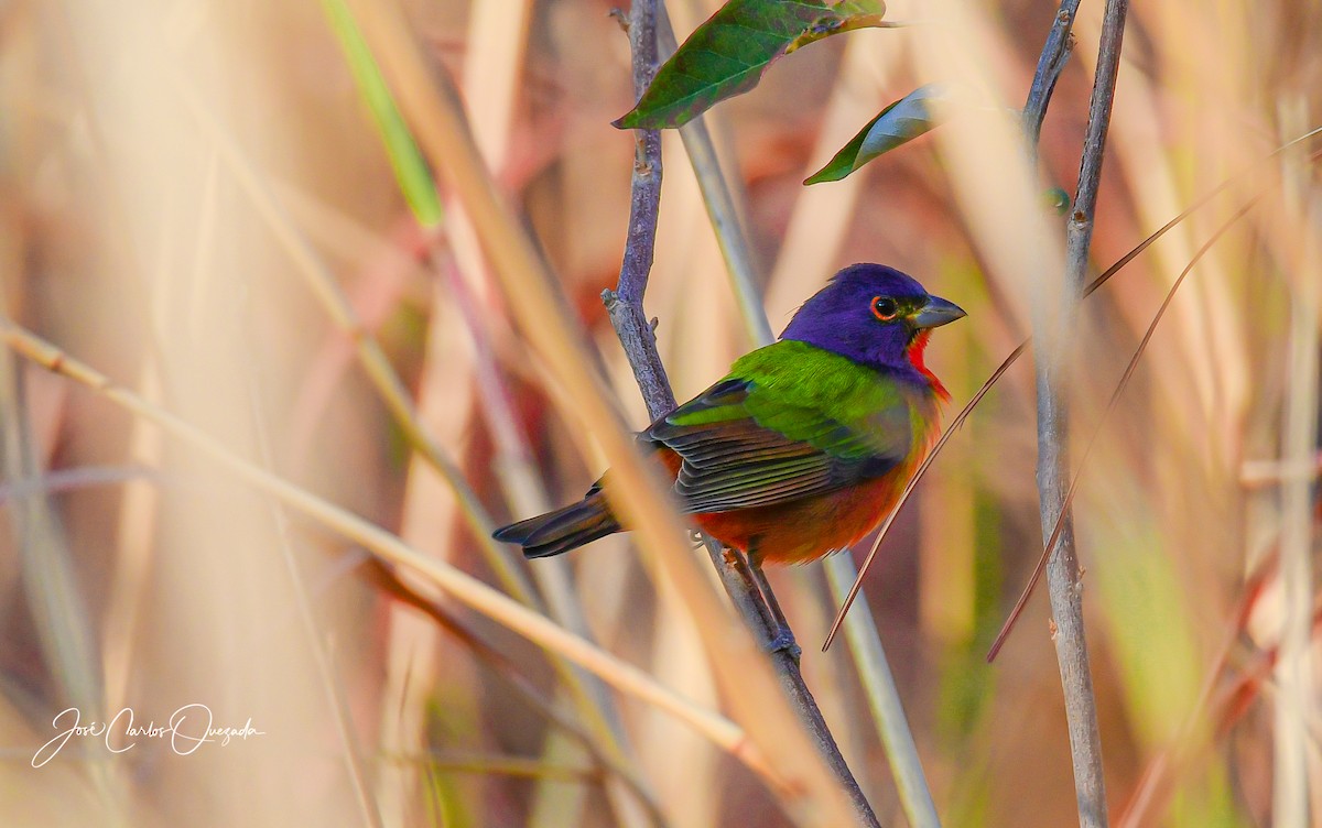Painted Bunting - ML411976301