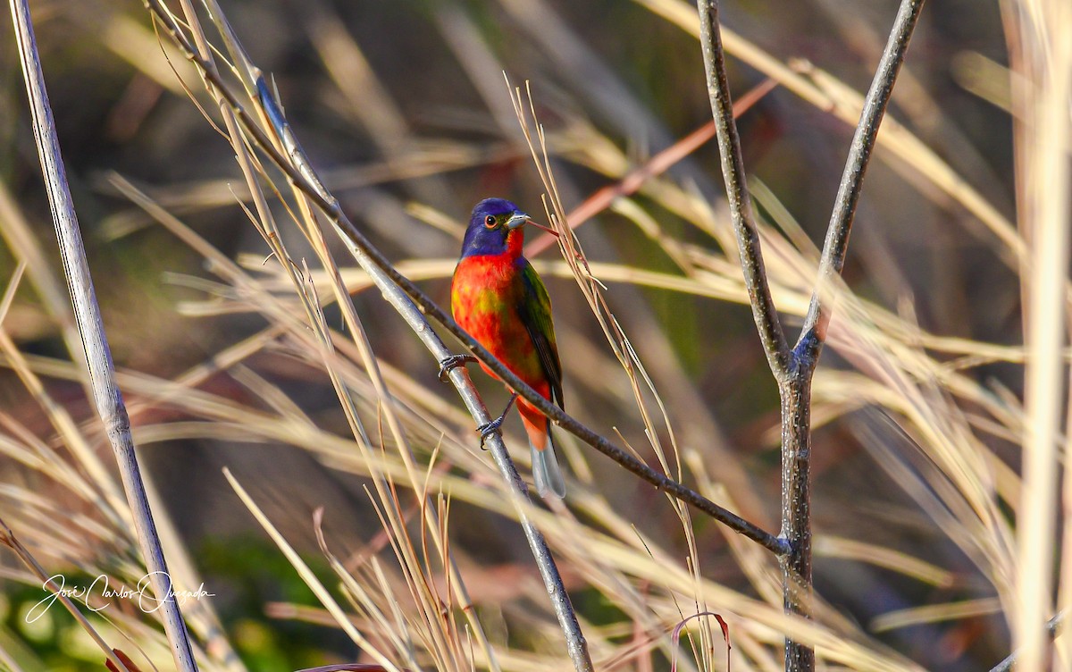 Painted Bunting - ML411976331