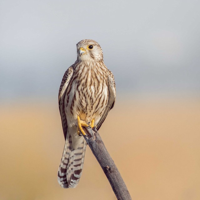 Eurasian Kestrel (Common Kestrel) — photographed by Sayantan Ghosh