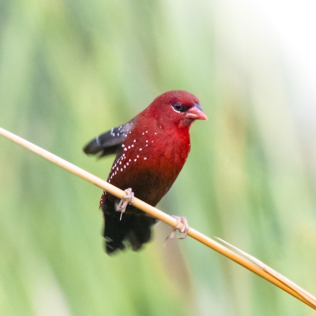 Red Avadavat — photographed by Sayantan Ghosh