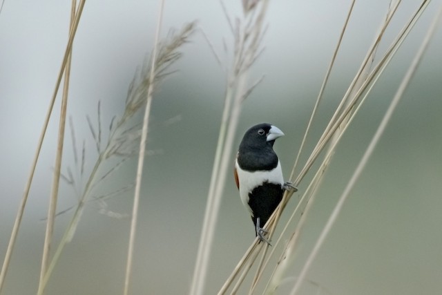 Tricolored Munia (Black-headed Munia) — photographed by Sayantan Ghosh