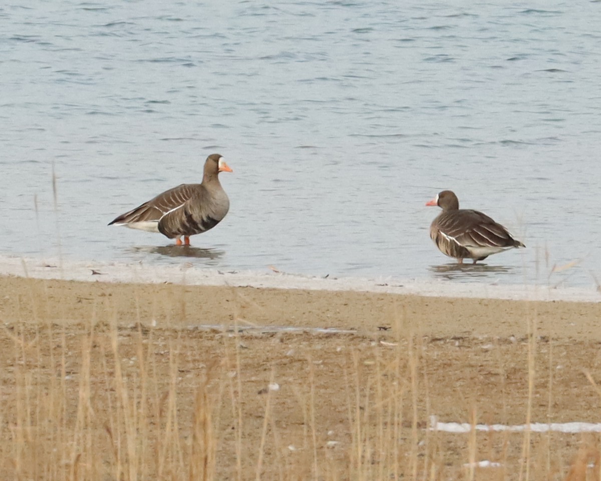 Greater White-fronted Goose - ML411981611