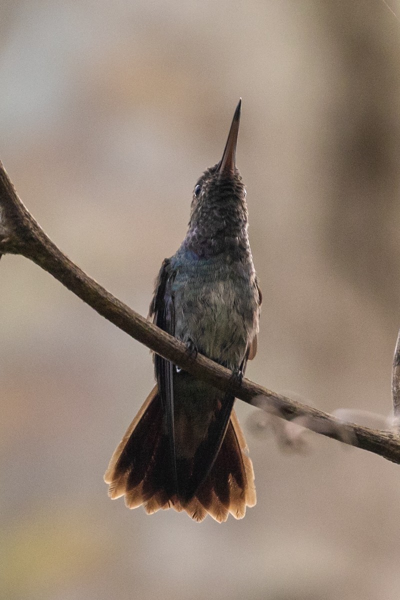 kolibřík modroprsý - ML411983881