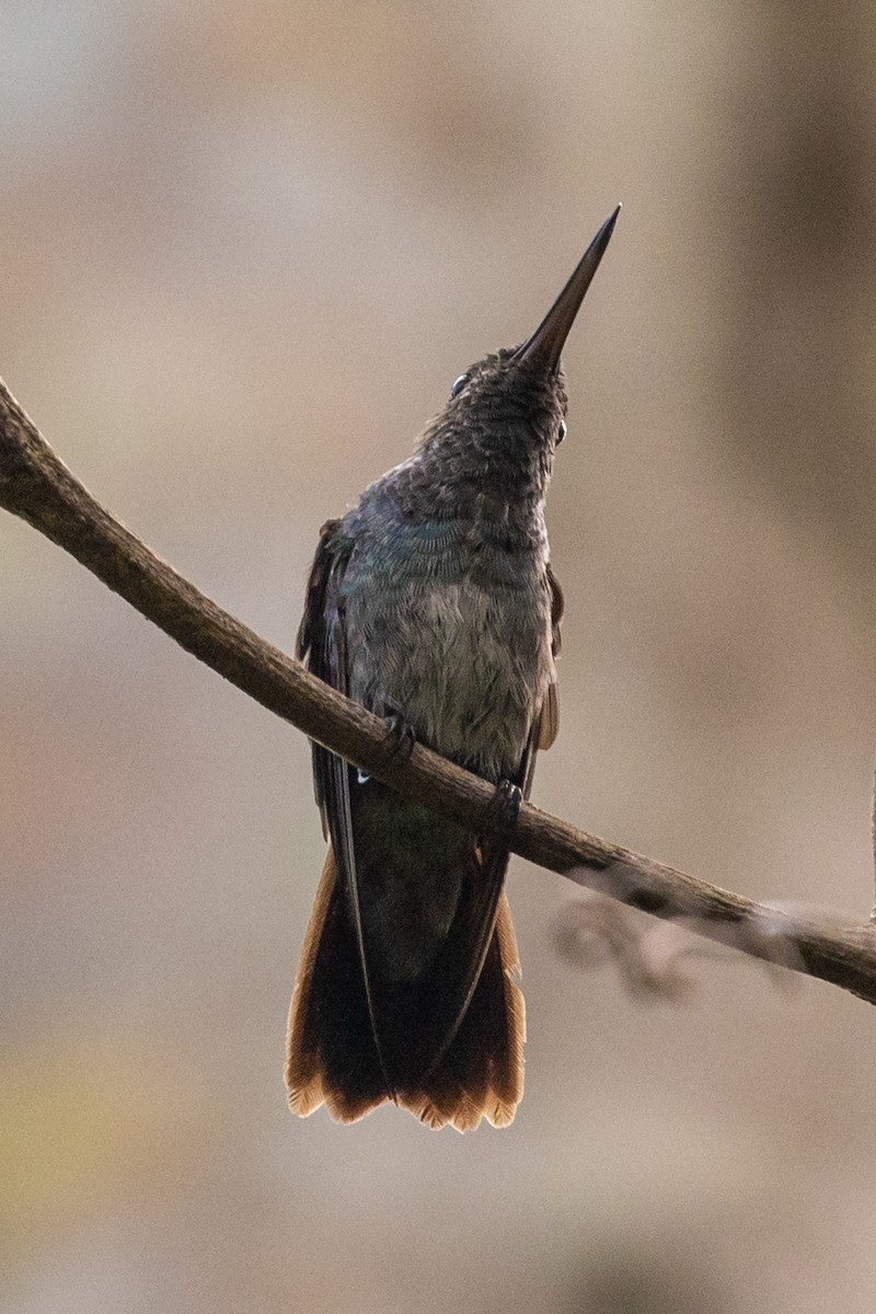 kolibřík modroprsý - ML411983901
