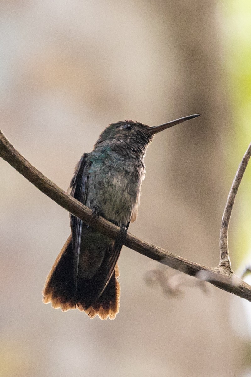 kolibřík modroprsý - ML411983911