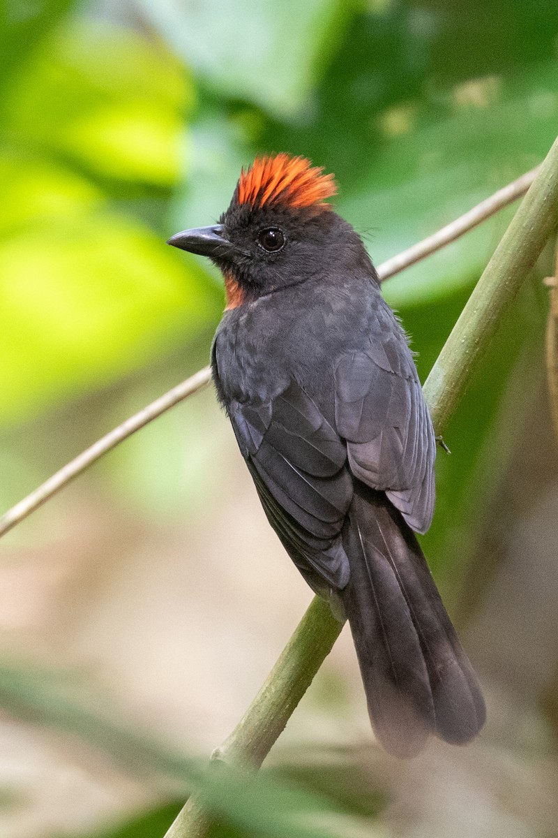 Sooty Ant-Tanager - ML411984651