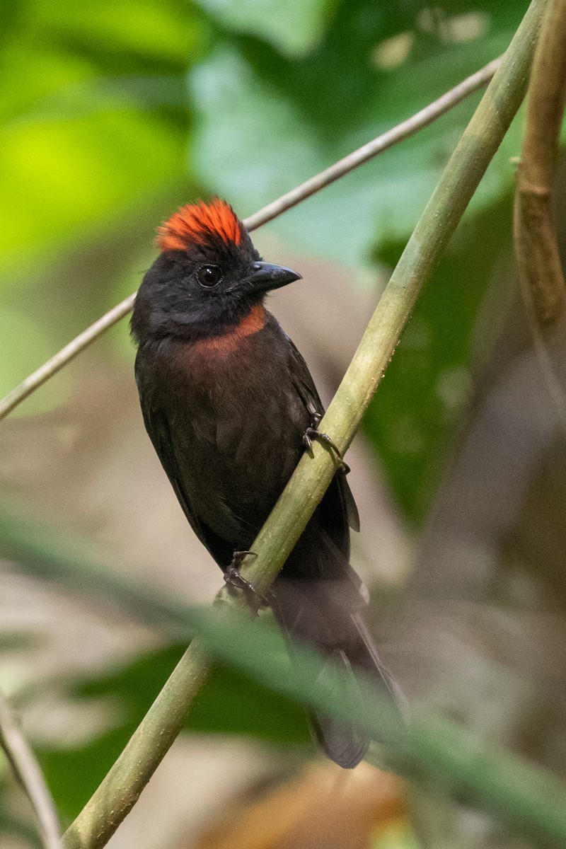 Sooty Ant-Tanager - ML411984661