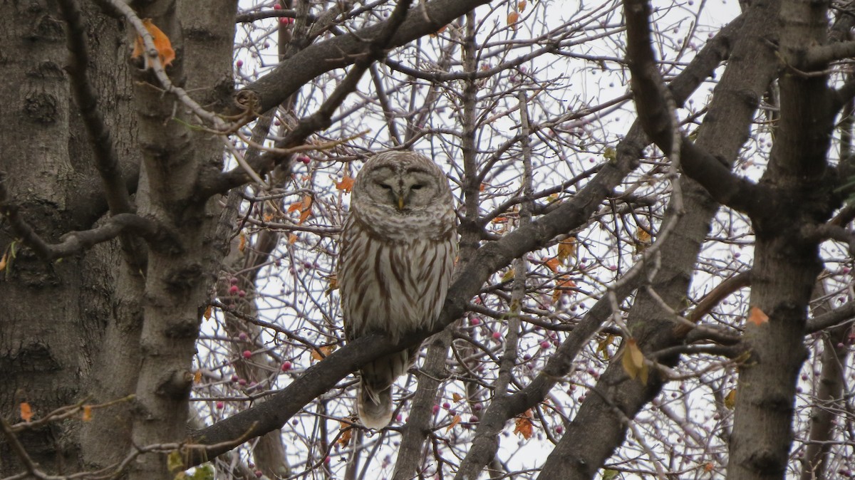 Barred Owl - ML41198661