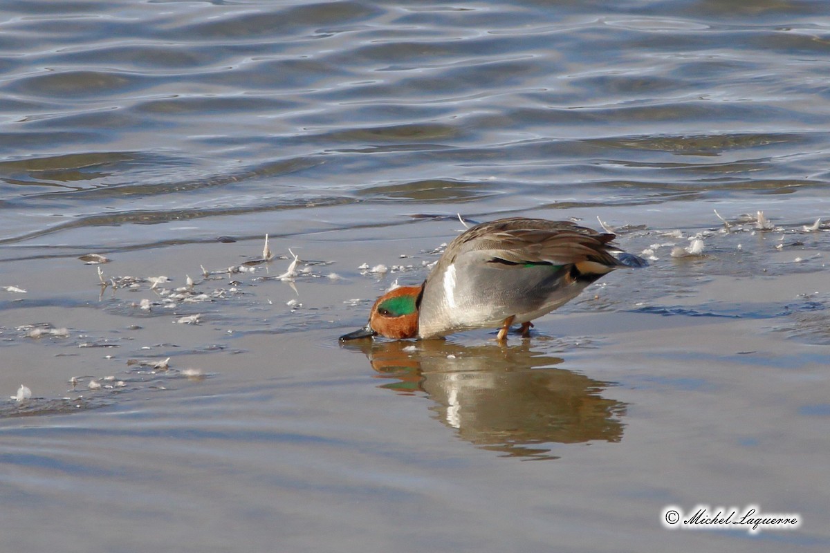 Green-winged Teal - Michel Laquerre