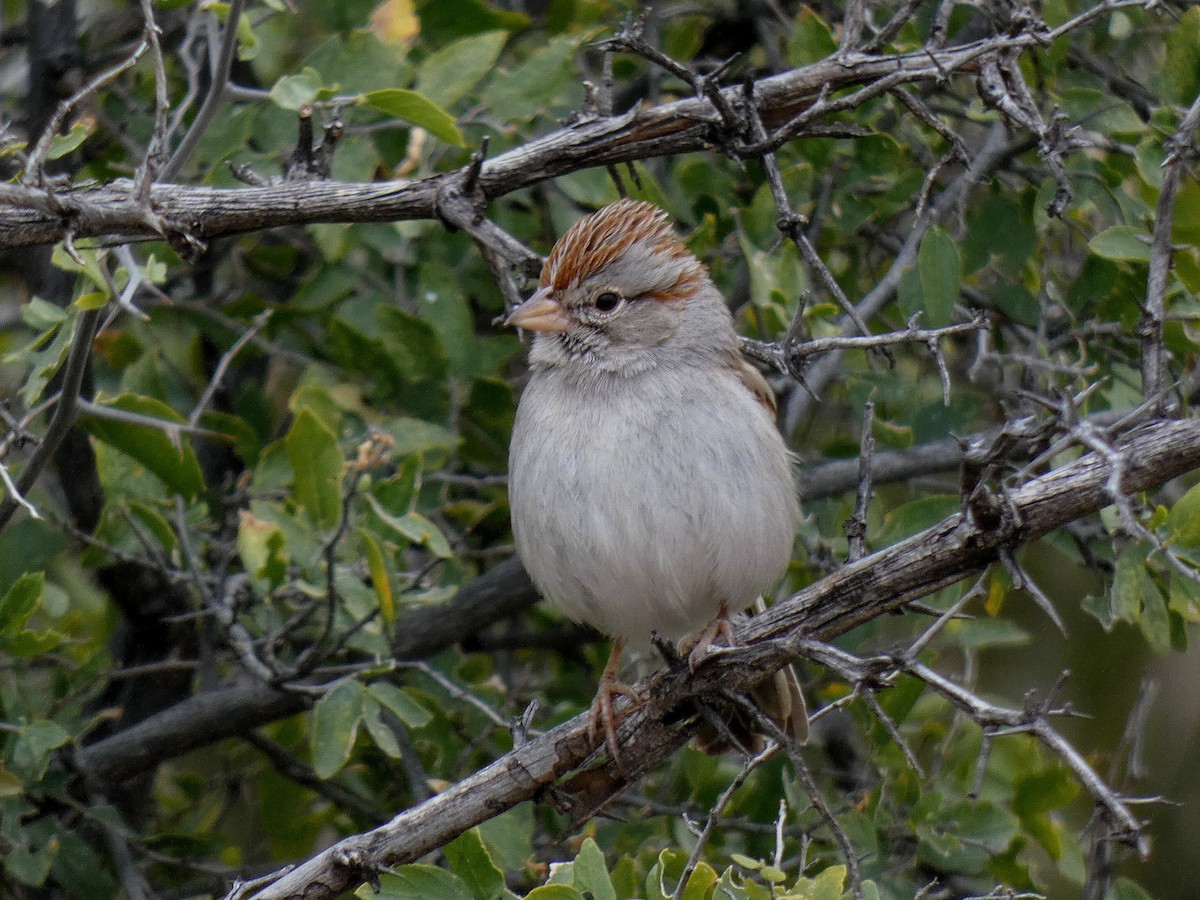 Rufous-winged Sparrow - ML411988801
