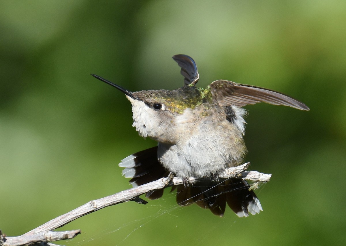 Ruby-throated Hummingbird - ML411992571