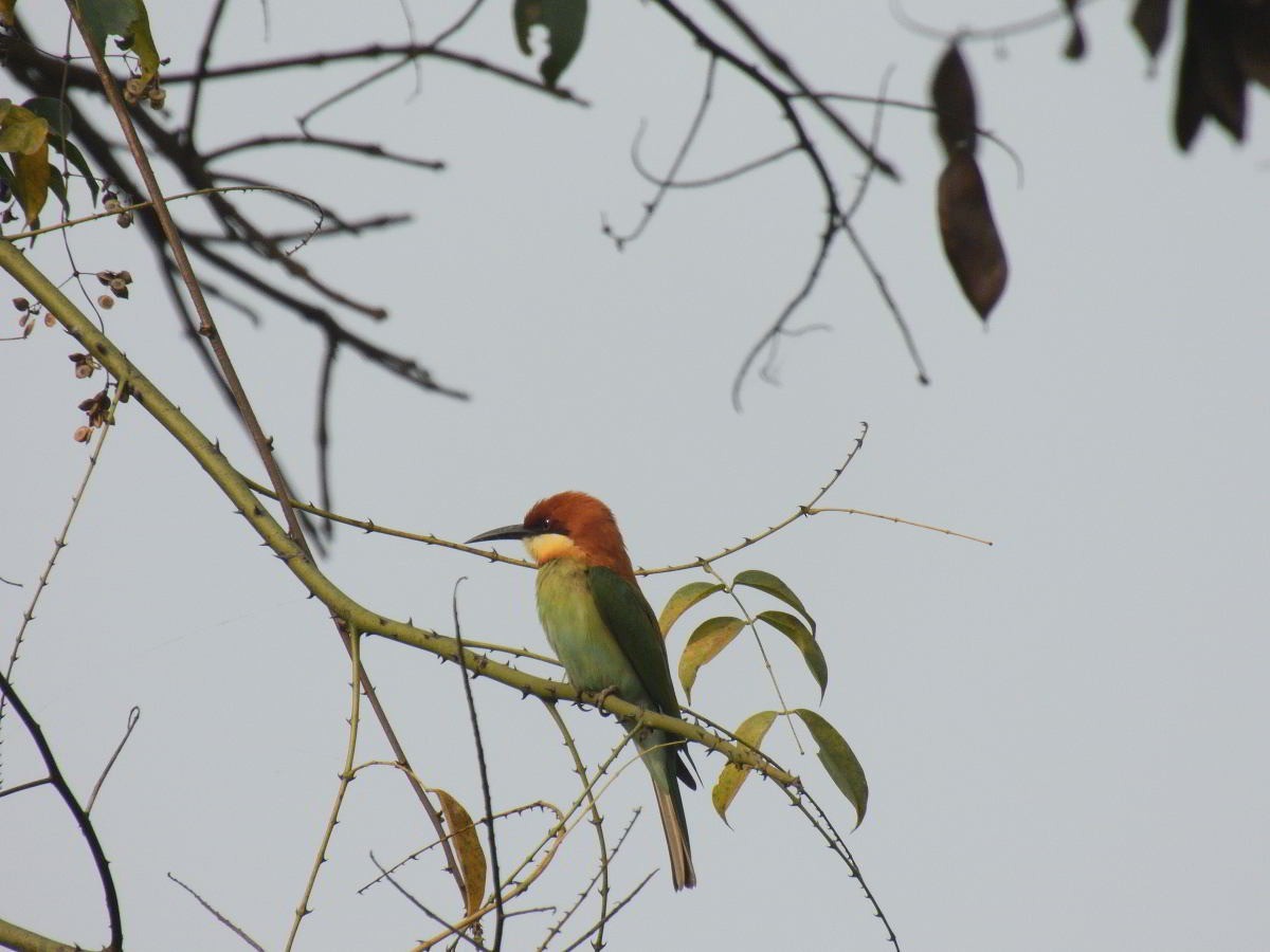 Chestnut-headed Bee-eater - ML411993771