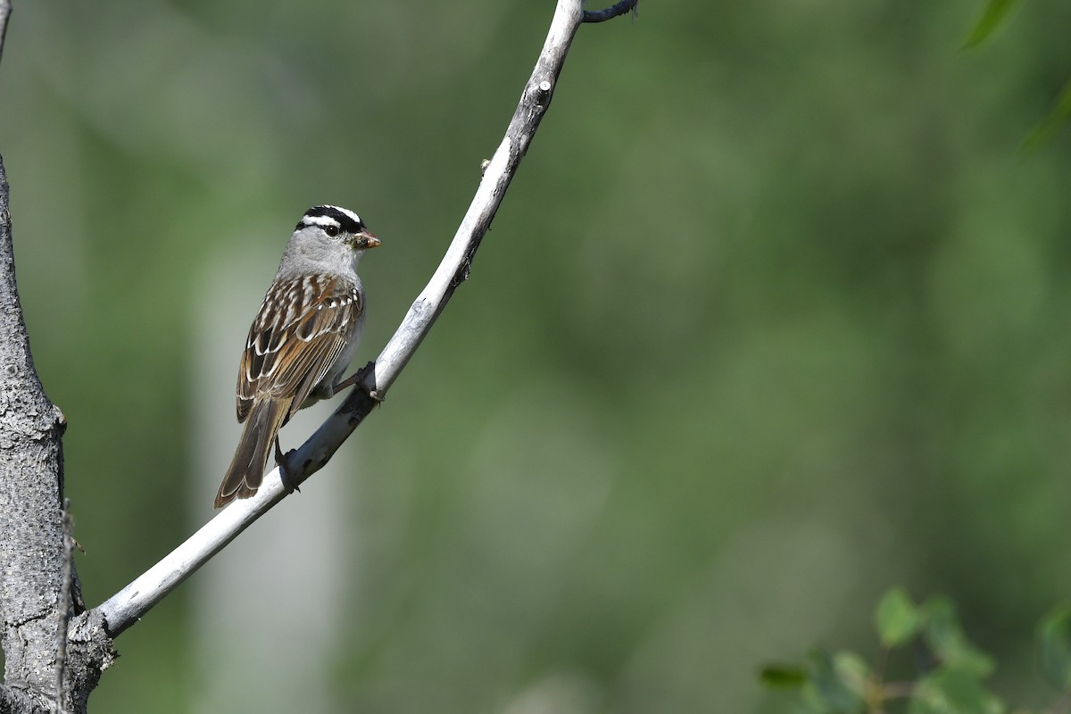 White-crowned Sparrow (Dark-lored) - ML411996221