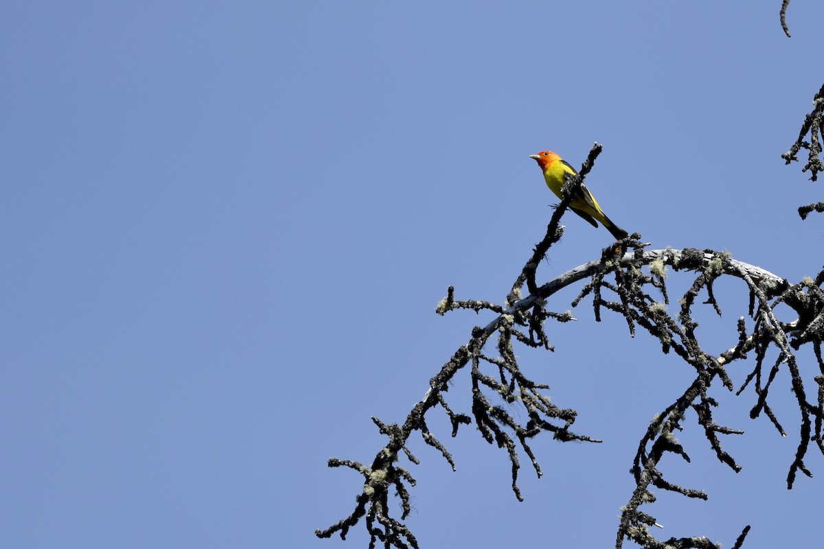 Western Tanager - ML411996261