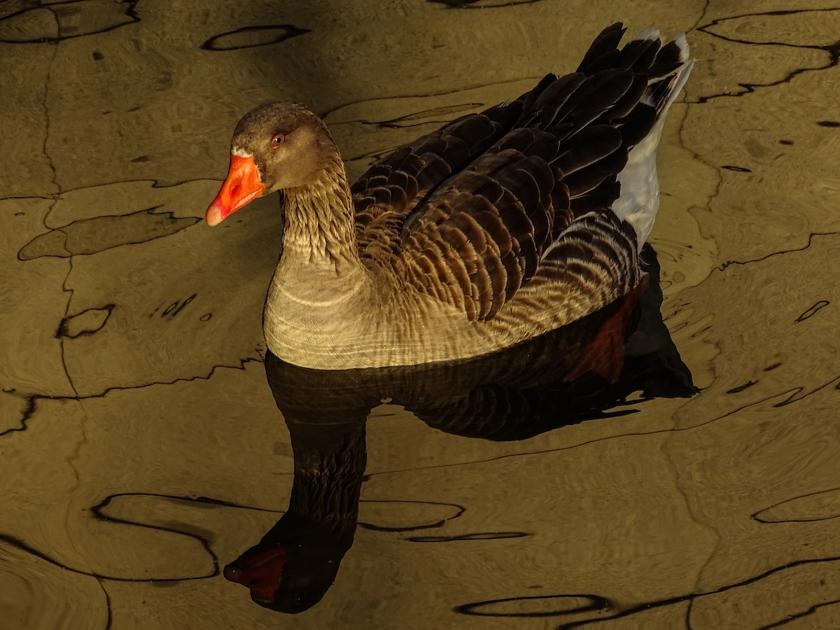 Graylag Goose (Domestic type) - ML411997181