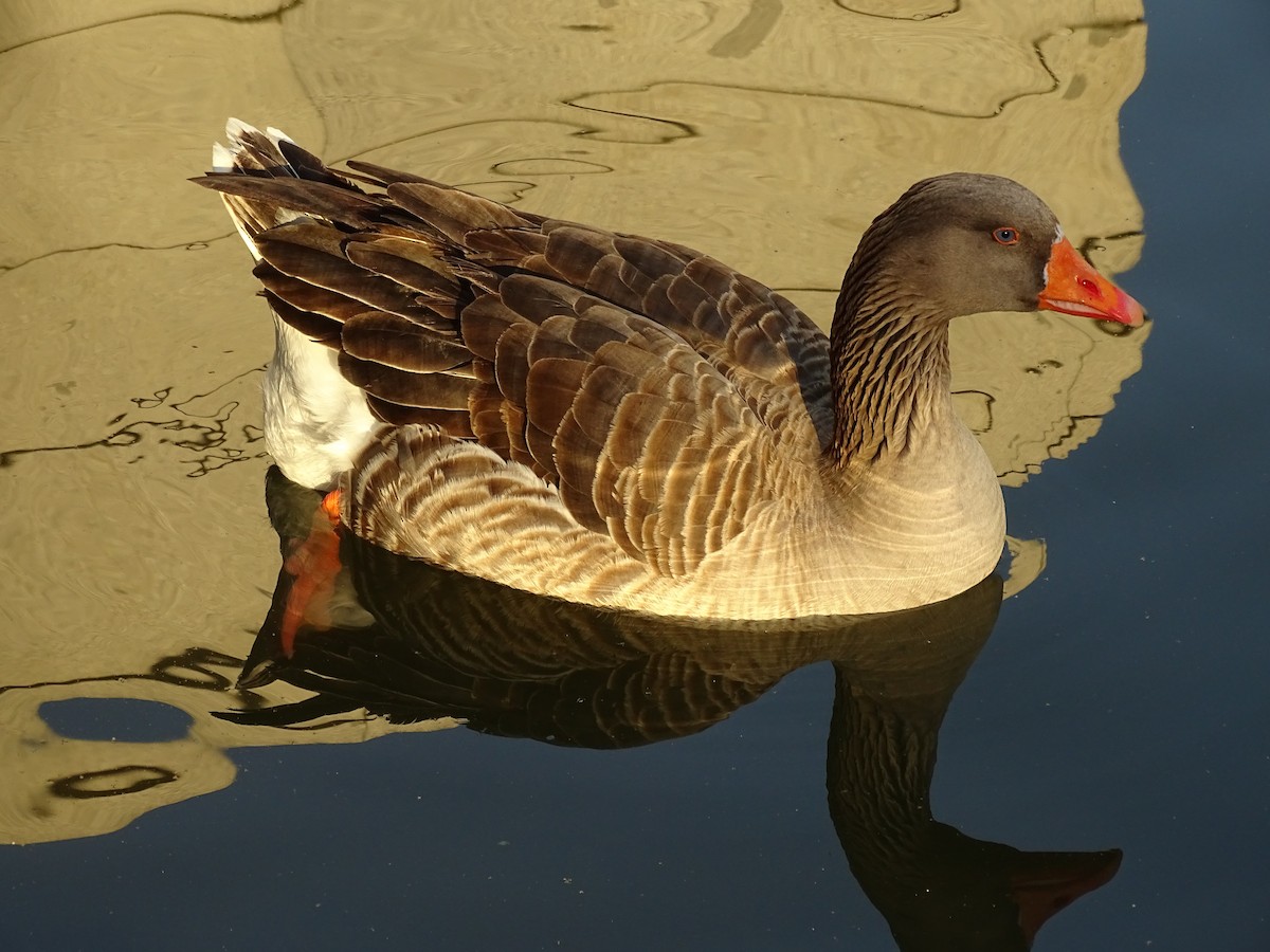 Graylag Goose (Domestic type) - ML411997191