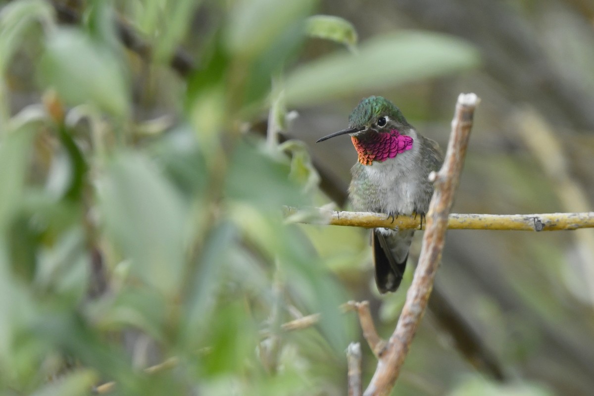 Broad-tailed Hummingbird - Jonathan Irons