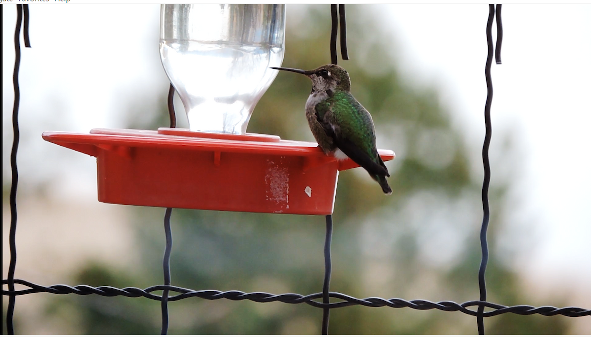 Anna's Hummingbird - ML41200121