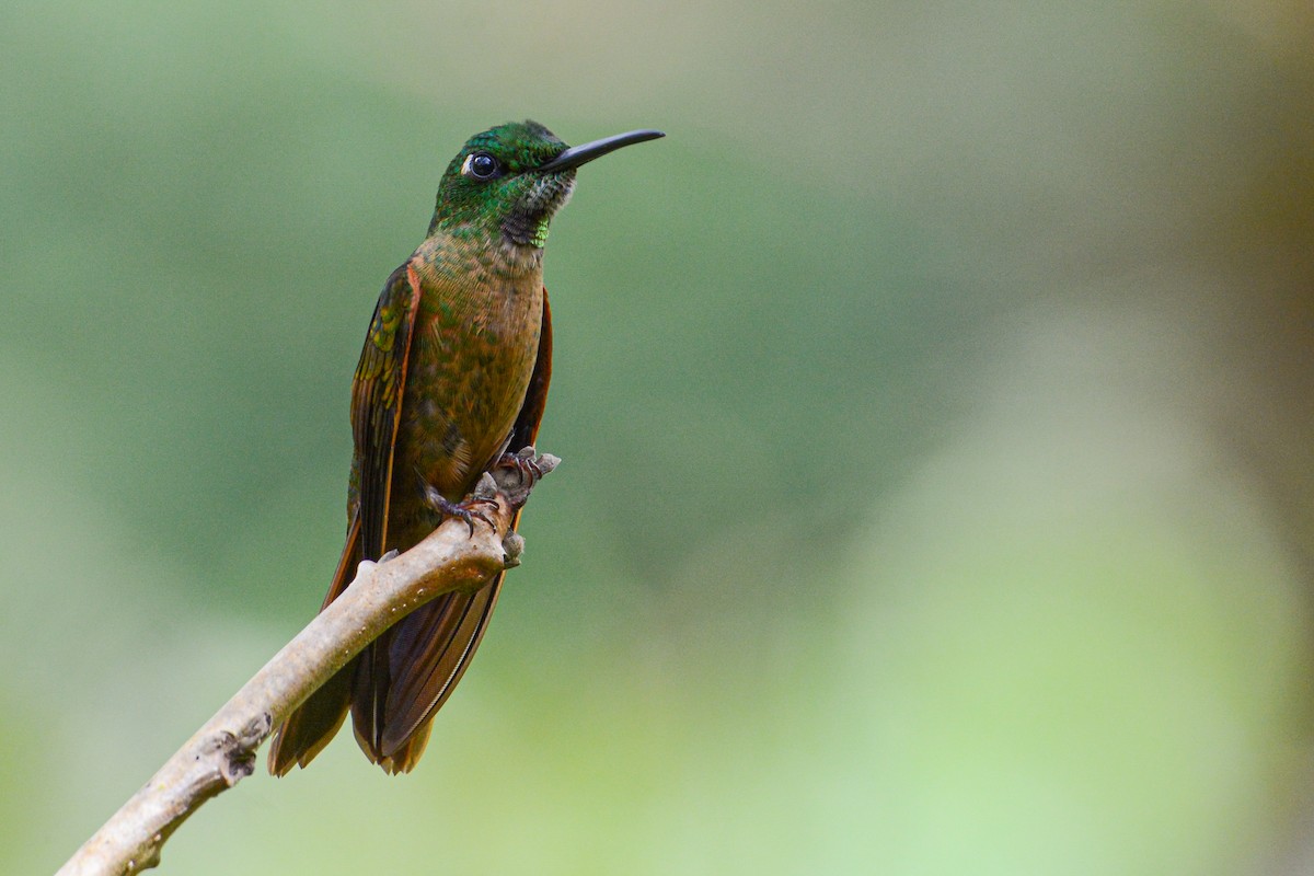 kolibřík hnědobřichý - ML412006131