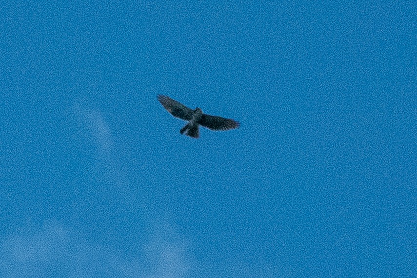 Short-tailed Hawk - ML412006391