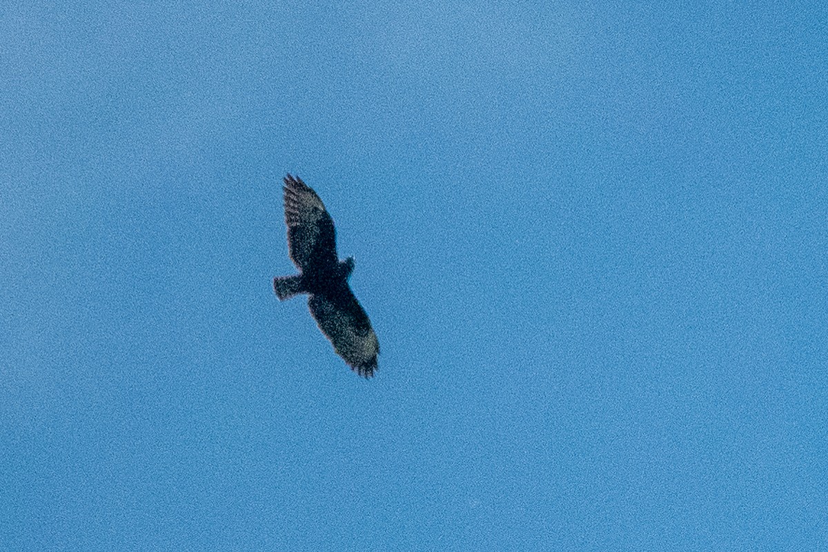 Short-tailed Hawk - ML412006561