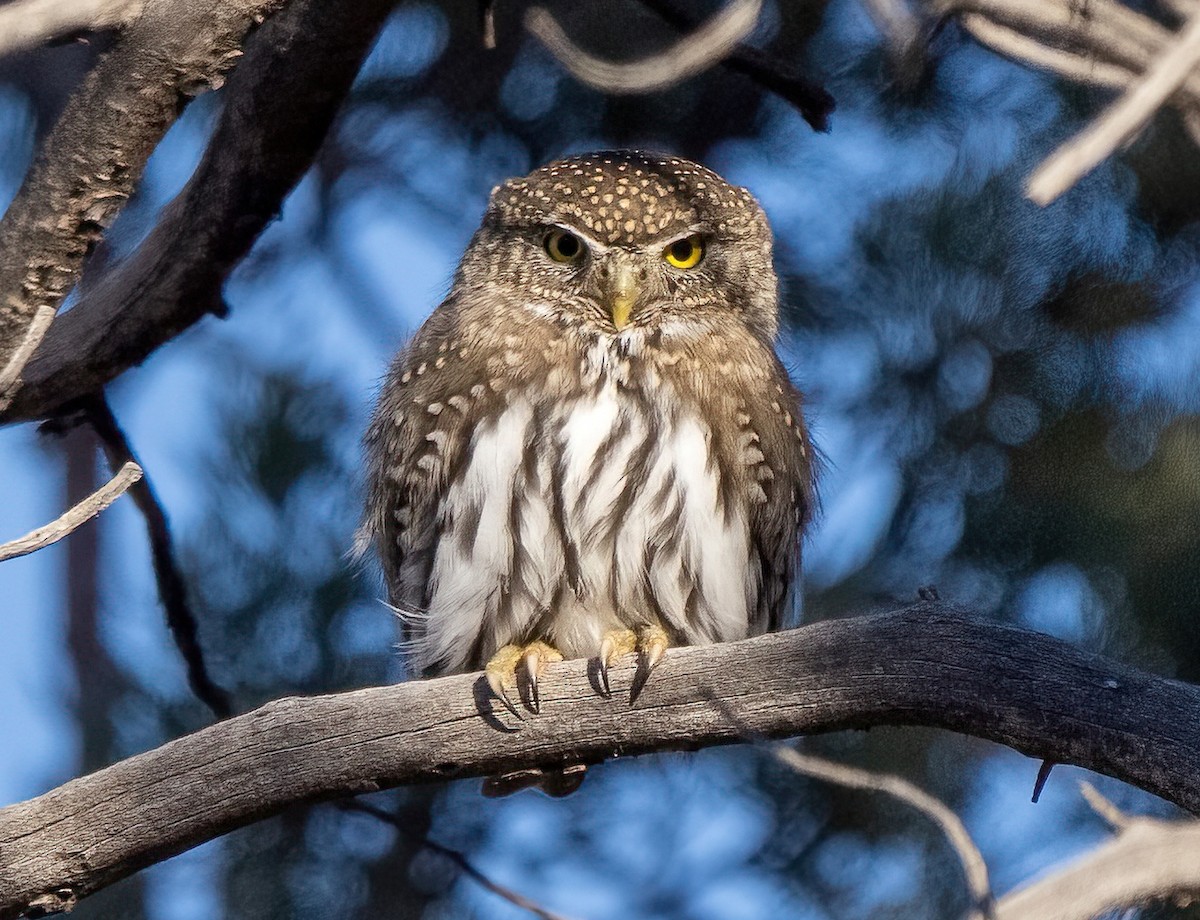 Northern Pygmy-Owl - ML412014451